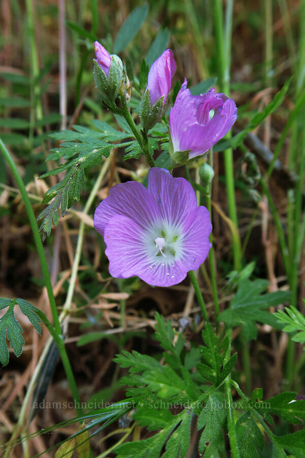 checker-mallow (Sidalcea sp.) [Rock Creek Road, El Dorado County, California]