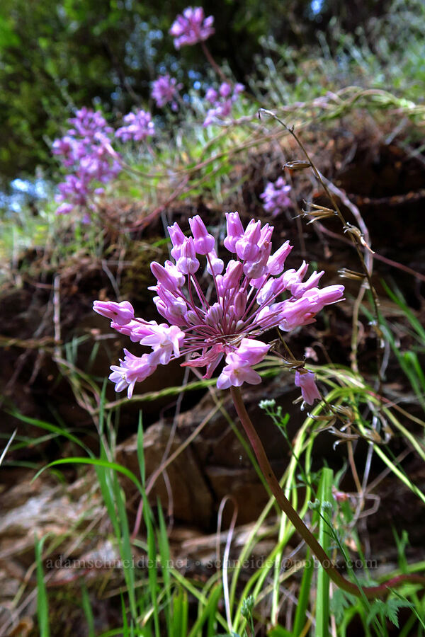 twining snake-lily (Dichelostemma volubile (Brodiaea volubilis)) [Rock Creek Road, El Dorado County, California]