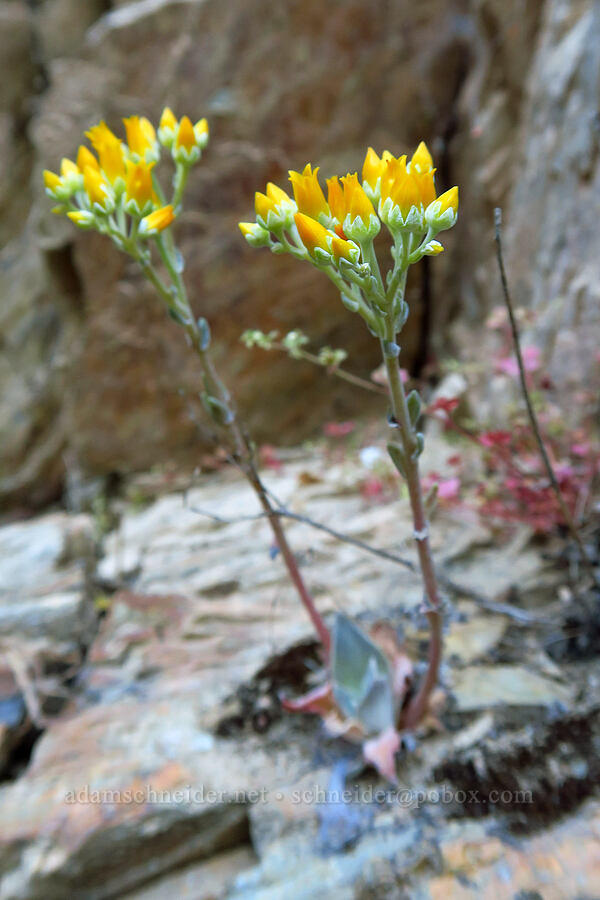 canyon live-forever (rock lettuce) (Dudleya cymosa) [Rock Creek Road, El Dorado County, California]