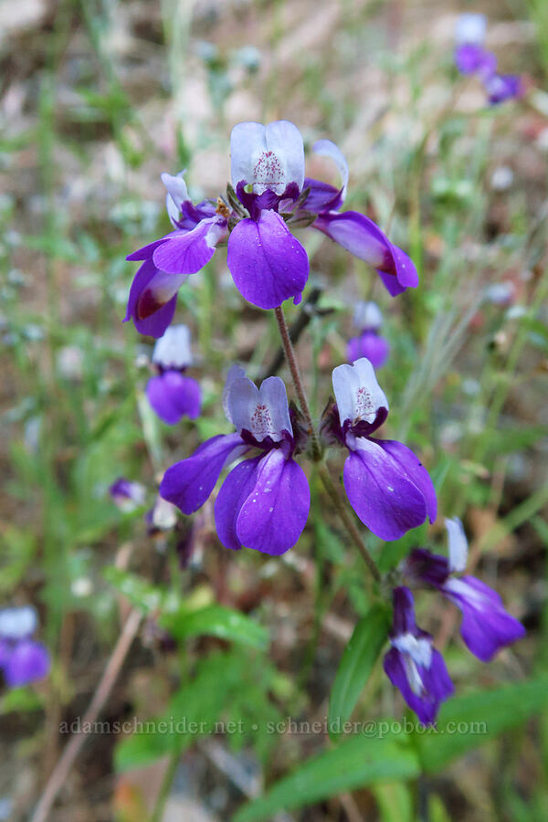 Chinese houses (Collinsia heterophylla) [Rock Creek Road, El Dorado County, California]