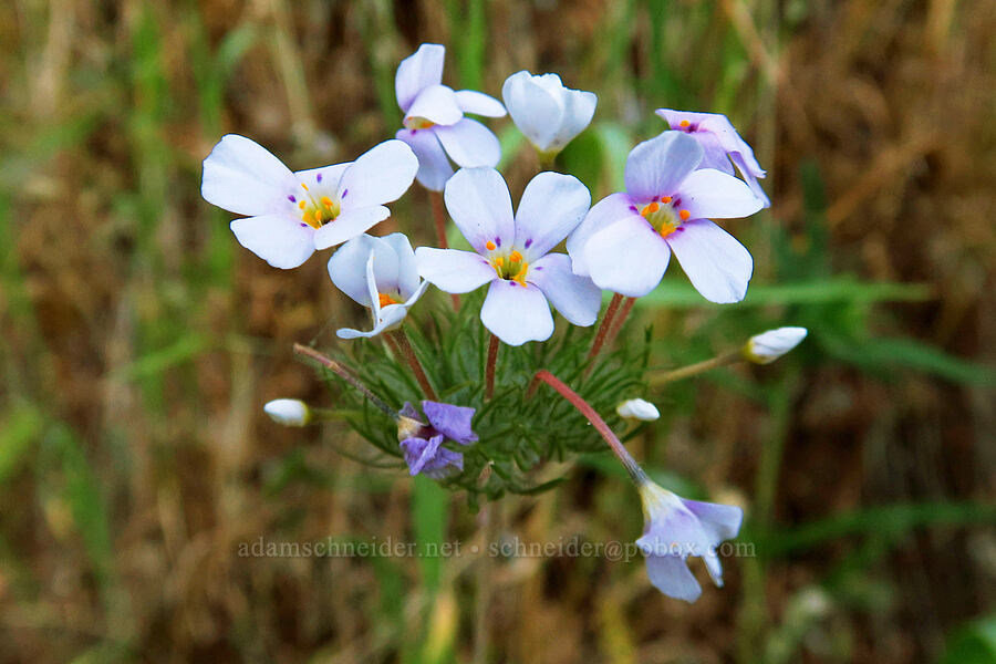 mustang clover (Leptosiphon montanus (Linanthus montanus)) [Rock Creek Road, El Dorado County, California]