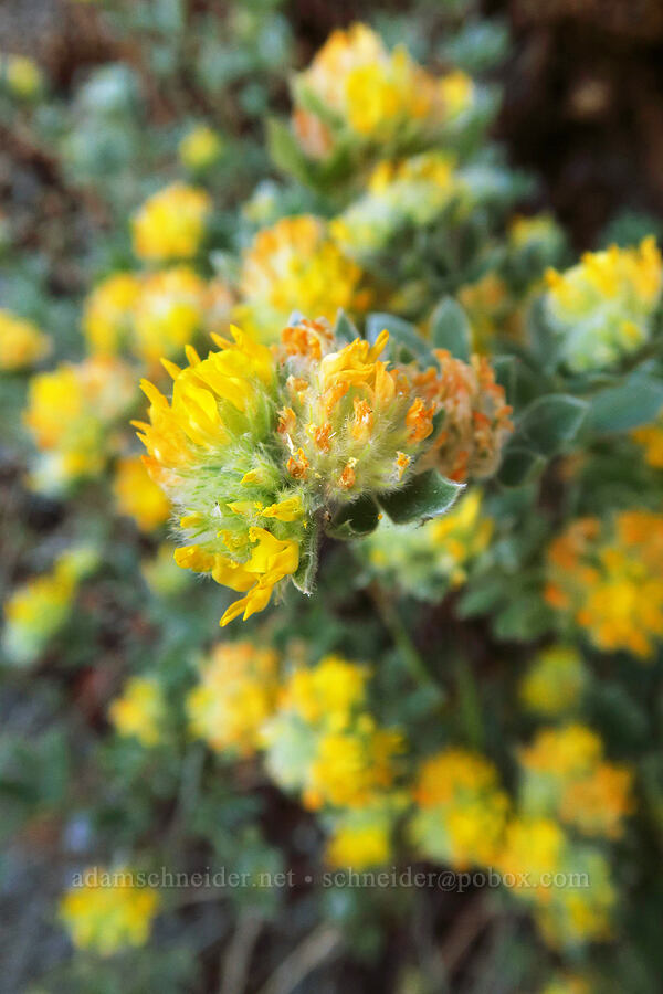 silver bird's-foot trefoil (Acmispon argophyllus (Lotus argophyllus)) [Rock Creek Road, El Dorado County, California]