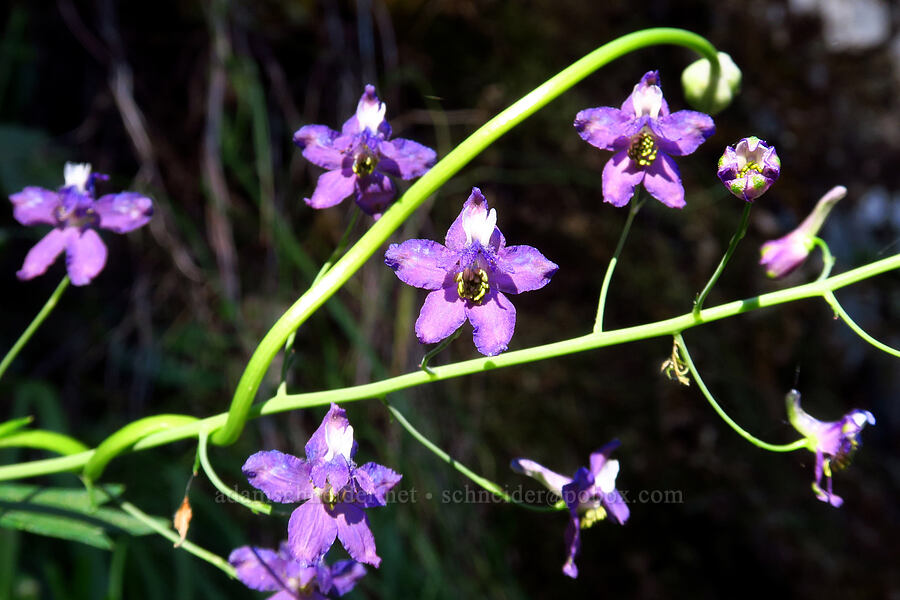 larkspur (Delphinium sp.) [Rock Creek Road, El Dorado County, California]