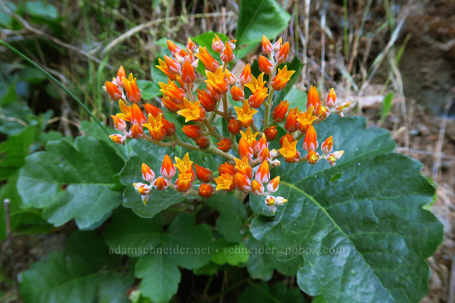 canyon live-forever & poison-oak (Dudleya cymosa, Toxicodendron diversilobum (Rhus diversiloba)) [Rock Creek Road, El Dorado County, California]