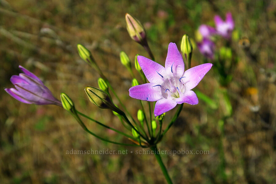 Bridges' brodiaea (Triteleia bridgesii (Brodiaea bridgesii)) [Rock Creek Road, El Dorado County, California]