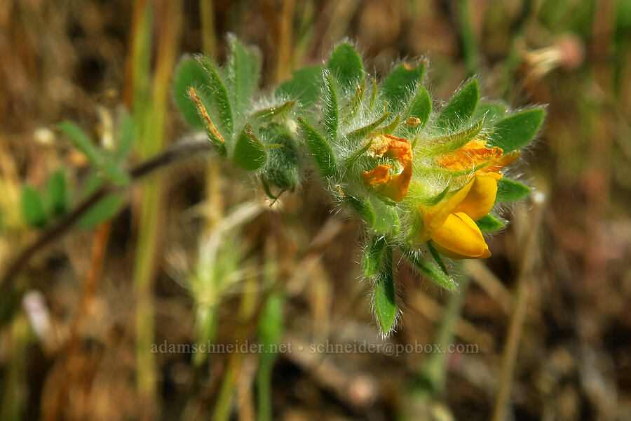 foothill deer-vetch (short-podded lotus) (Acmispon brachycarpus (Lotus humistratus)) [Rock Creek Road, El Dorado County, California]