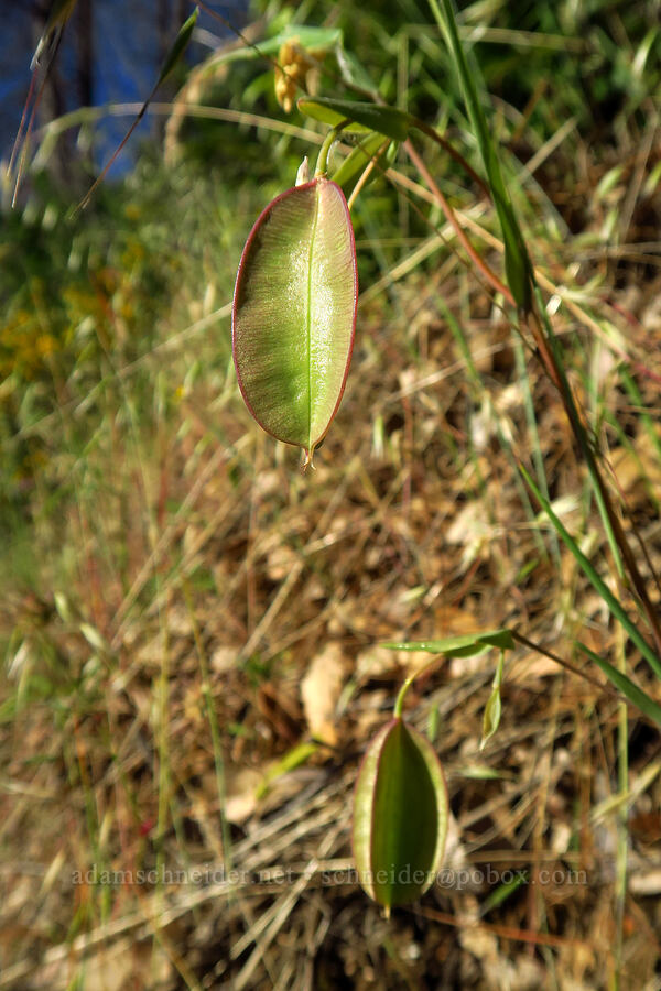 white fairy lantern seed-pods (Calochortus albus) [Rock Creek Road, El Dorado County, California]