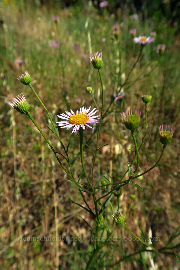 Hartweg's fleabane (Erigeron foliosus var. hartwegii) [Rock Creek Road, El Dorado County, California]