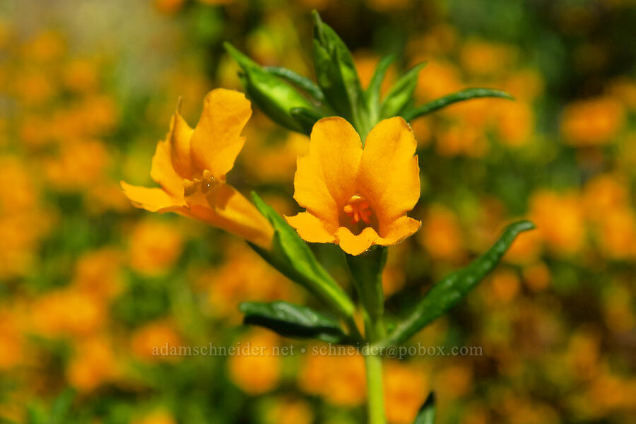 sticky monkeyflower (Diplacus aurantiacus (Mimulus aurantiacus)) [Rock Creek Road, El Dorado County, California]