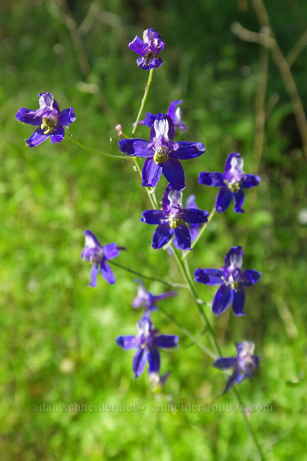 larkspur (Delphinium sp.) [Rock Creek Road, El Dorado County, California]