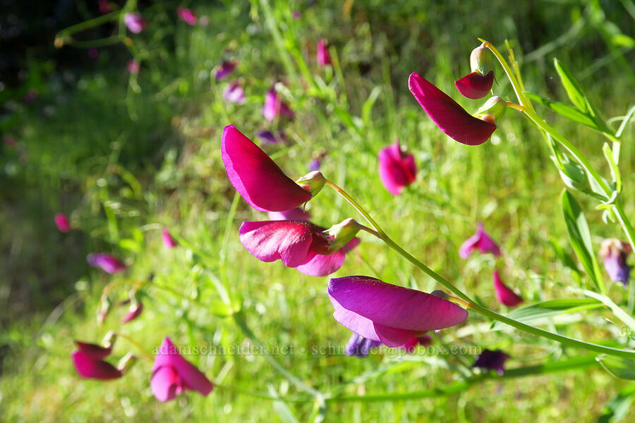 Tangier pea (Lathyrus tingitanus) [Rock Creek Road, El Dorado County, California]