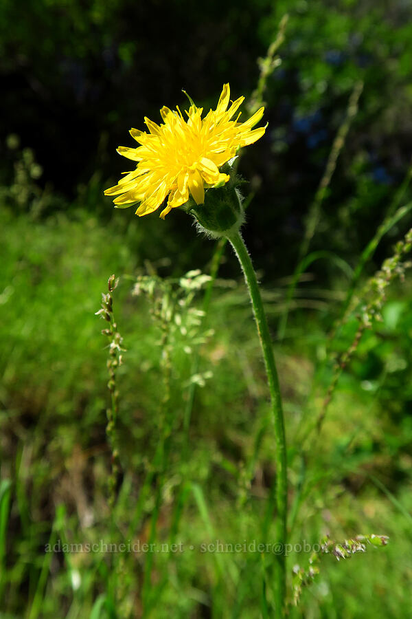 spear-leaf dandelion (Agoseris retrorsa) [Rock Creek Road, El Dorado County, California]