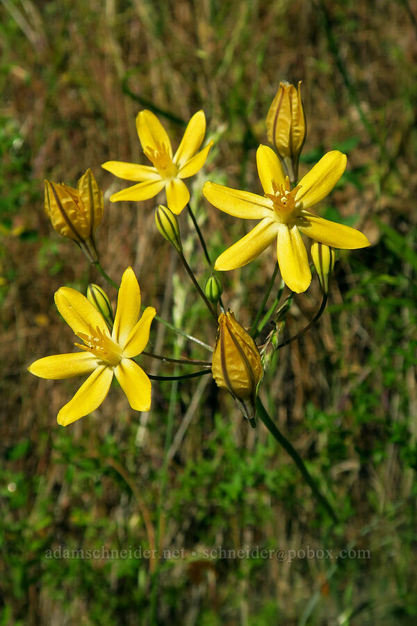 foothill pretty-face (Triteleia ixioides ssp. scabra) [Rock Creek Road, El Dorado County, California]