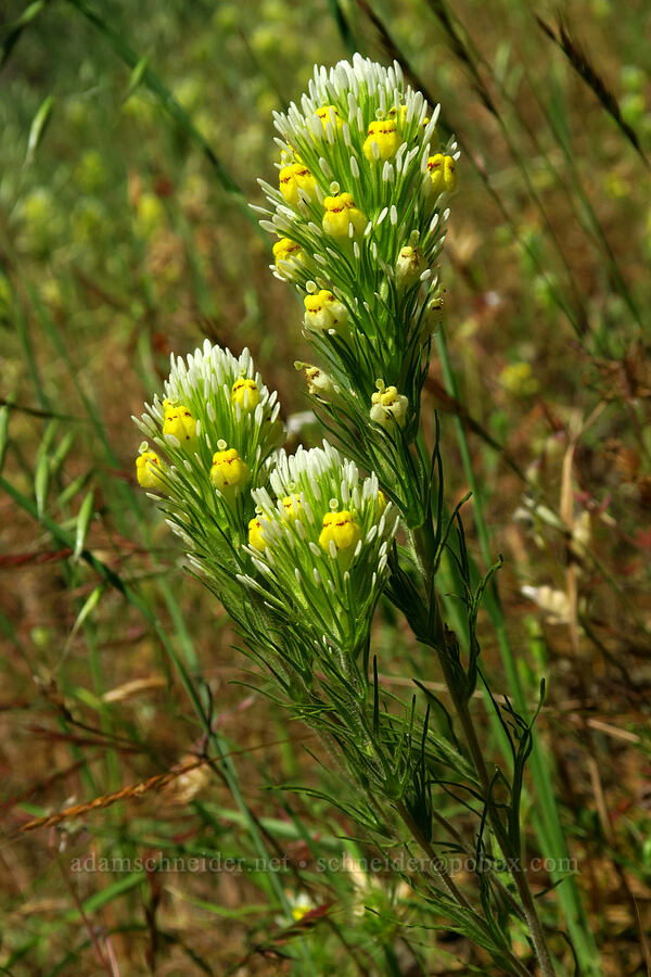 thin-lobed owl's-clover (Castilleja lineariloba (Orthocarpus linearilobus)) [Rock Creek Road, El Dorado County, California]