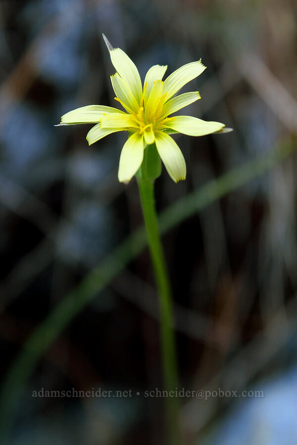 Lindley's silver-puffs (Uropappus lindleyi (Microseris lindleyi)) [Traverse Creek Botanical Special Interest Area, Eldorado National Forest, El Dorado County, California]