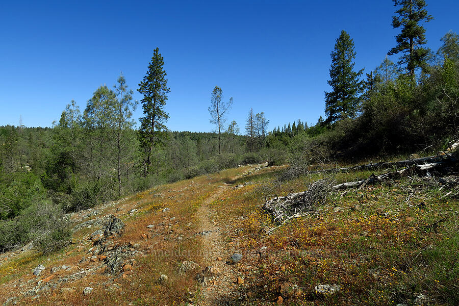 serpentine terrain [Traverse Creek Botanical Special Interest Area, Eldorado National Forest, El Dorado County, California]