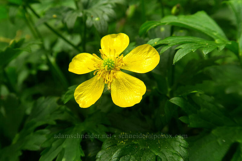 creeping buttercup (Ranunculus repens) [Lacamas Park, Camas, Clark County, Washington]