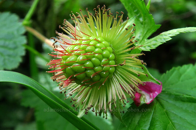 unripe salmonberry (Rubus spectabilis) [Lacamas Park, Camas, Clark County, Washington]