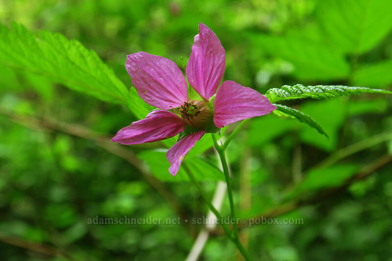 salmonberry flower (Rubus spectabilis) [Lacamas Park, Camas, Clark County, Washington]