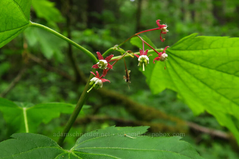 vine maple flowers (Acer circinatum) [Lacamas Park, Camas, Clark County, Washington]