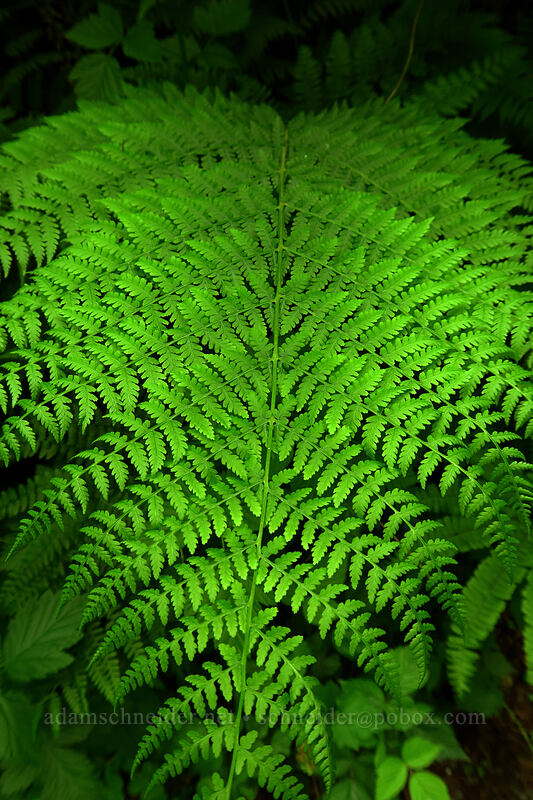 woodfern (Dryopteris sp.) [Lacamas Park, Camas, Clark County, Washington]