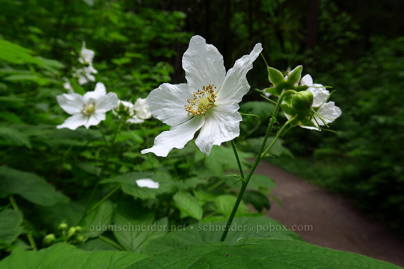 thimbleberry flowers (Rubus parviflorus) [Lacamas Park, Camas, Clark County, Washington]