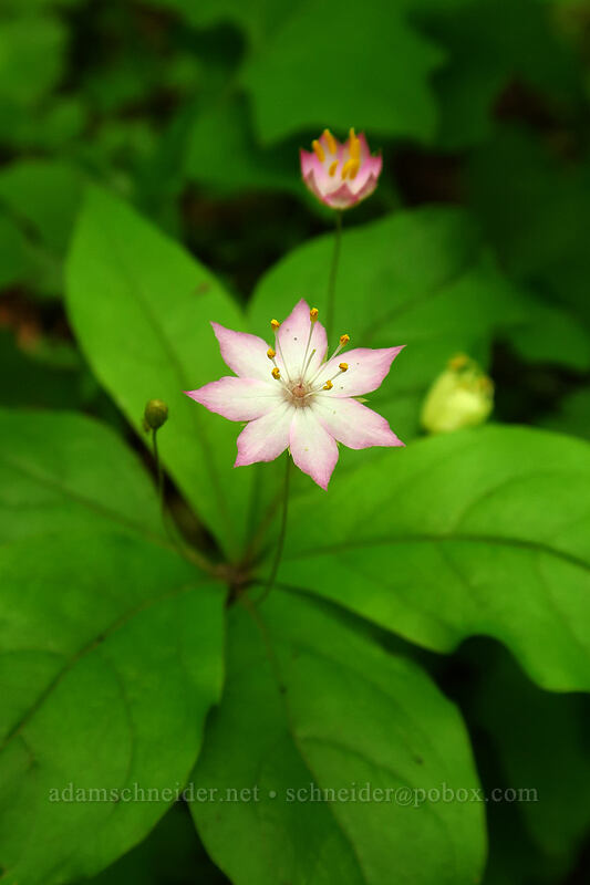 Pacific starflower (Trientalis latifolia (Trientalis borealis ssp. latifolia)) [Lacamas Park, Camas, Clark County, Washington]