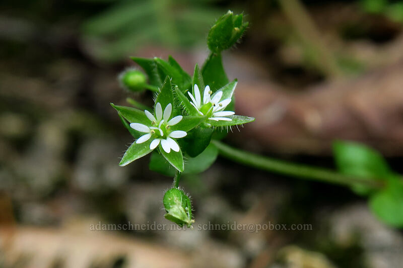 common chickweed (Stellaria media) [Lacamas Park, Camas, Clark County, Washington]