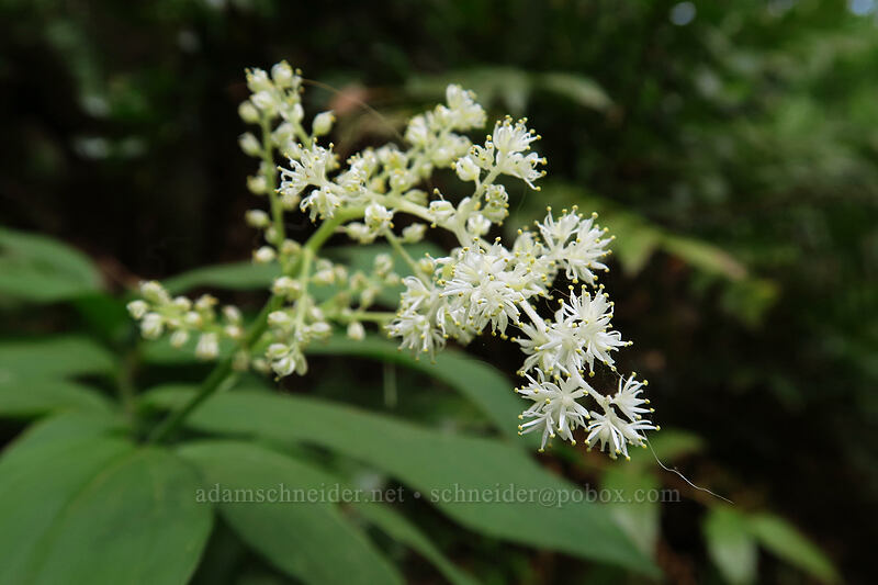 feathery false solomon's-seal (Maianthemum racemosum ssp. amplexicaule (Smilacina racemosa)) [Lacamas Park, Camas, Clark County, Washington]