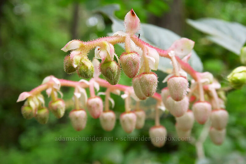 salal (Gaultheria shallon) [Lacamas Park, Camas, Clark County, Washington]