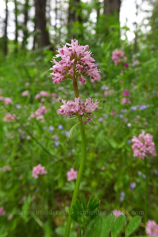 rosy plectritis (Plectritis congesta) [Lacamas Park, Camas, Clark County, Washington]