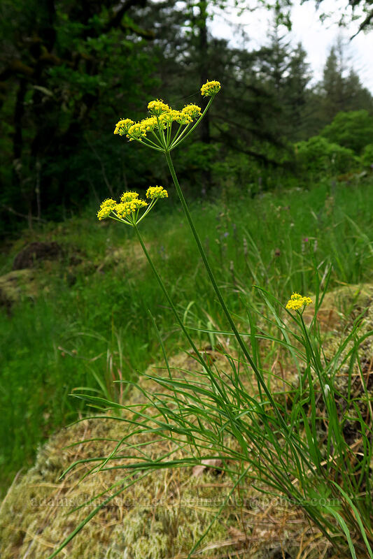 nine-leaf desert parsley (Lomatium triternatum) [Lacamas Park, Camas, Clark County, Washington]