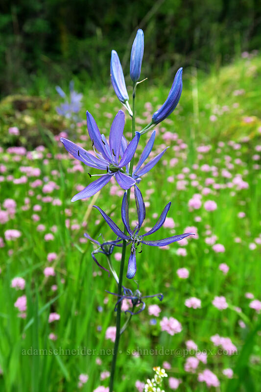 camas & rosy plectritis (Camassia quamash, Plectritis congesta) [Lacamas Park, Camas, Clark County, Washington]
