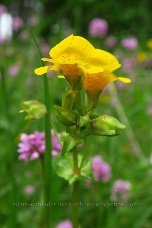 monkeyflower & rosy plectritis (Erythranthe guttata (Mimulus guttatus), Plectritis congesta) [Lacamas Park, Camas, Clark County, Washington]