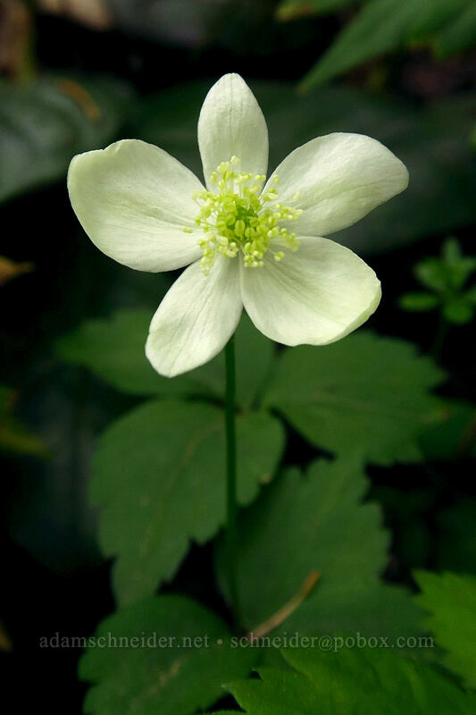 Columbia windflower (Anemone deltoidea (Anemonastrum deltoideum)) [Lacamas Park, Camas, Clark County, Washington]