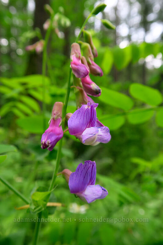leafy pea-vine (Lathyrus polyphyllus) [Lacamas Park, Camas, Clark County, Washington]