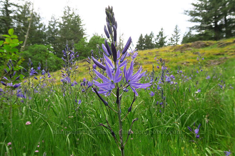 camas (Camassia quamash) [Lacamas Park, Camas, Clark County, Washington]