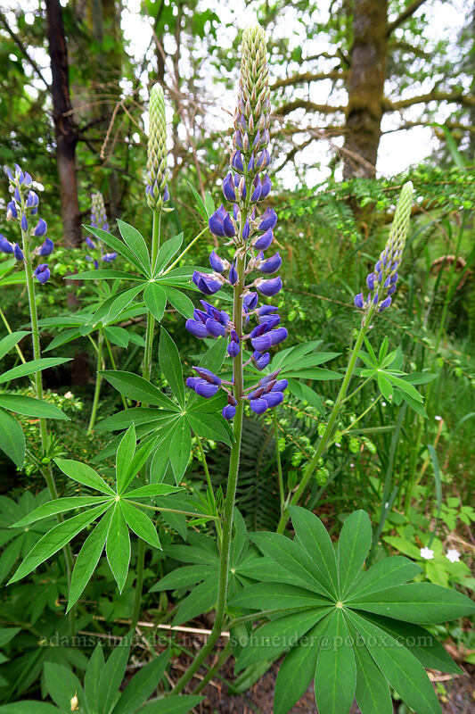 big-leaf lupine (Lupinus polyphyllus) [Lacamas Park, Camas, Clark County, Washington]