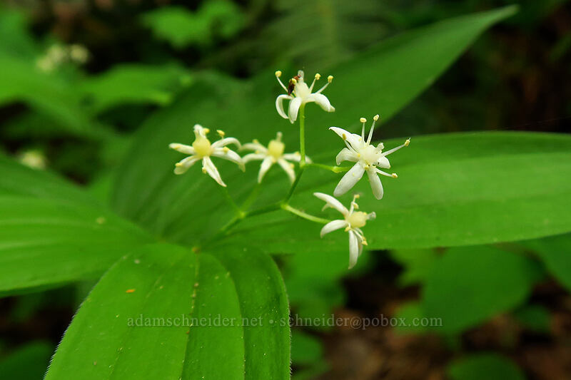 starry false solomon's-seal (Maianthemum stellatum (Smilacina stellata)) [Lacamas Park, Camas, Clark County, Washington]