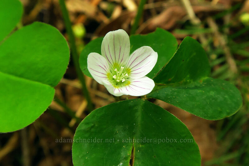 redwood sorrel (Oxalis oregana) [Lacamas Park, Camas, Clark County, Washington]
