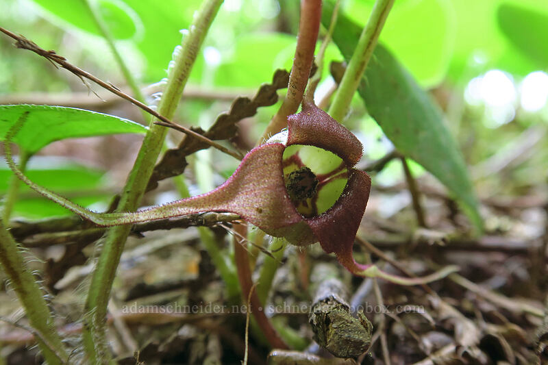 wild ginger flower (Asarum caudatum) [Lacamas Park, Camas, Clark County, Washington]