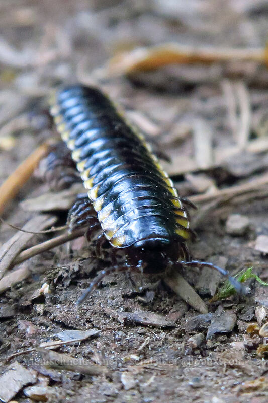 yellow-spotted millipede (Harpaphe haydeniana) [Lacamas Park, Camas, Clark County, Washington]