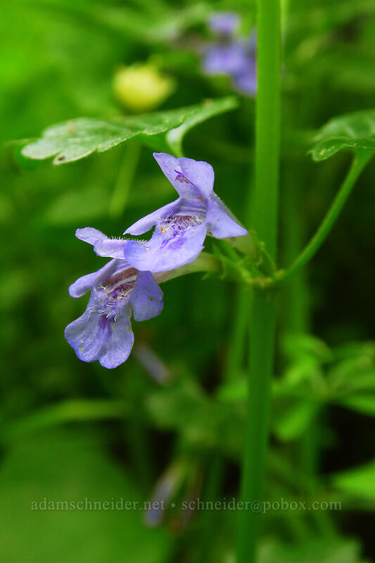 ground-ivy (creeping charlie) (Glechoma hederacea) [Lacamas Park, Camas, Clark County, Washington]