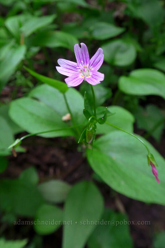 candyflower (Claytonia sibirica (Montia sibirica)) [Lacamas Park, Camas, Clark County, Washington]