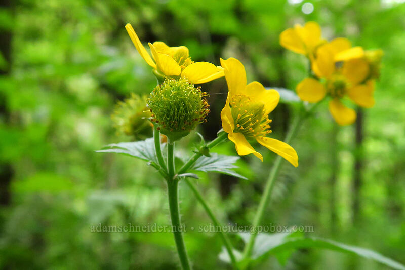 large-leaf avens (Geum macrophyllum) [Lacamas Park, Camas, Clark County, Washington]