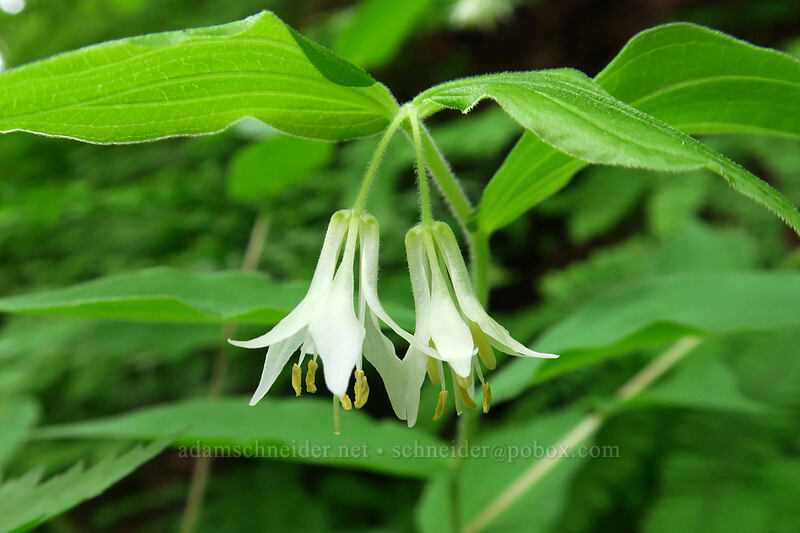 Hooker's fairy-bells (Prosartes hookeri (Disporum hookeri)) [Lacamas Park, Camas, Clark County, Washington]