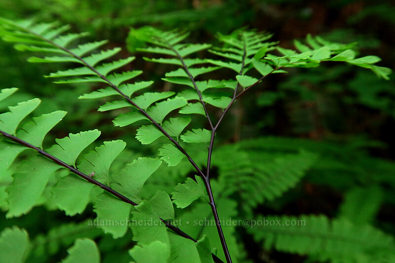 maiden-hair fern (Adiantum aleuticum) [Lacamas Park, Camas, Clark County, Washington]
