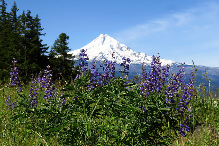 spurred lupines & Mount Hood (Lupinus arbustus) [Surveyor's Ridge Trail, Mt. Hood National Forest, Hood River County, Oregon]