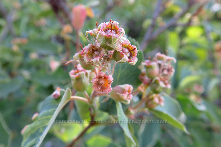 serviceberries (Amelanchier alnifolia) [Surveyor's Ridge Trail, Mt. Hood National Forest, Hood River County, Oregon]