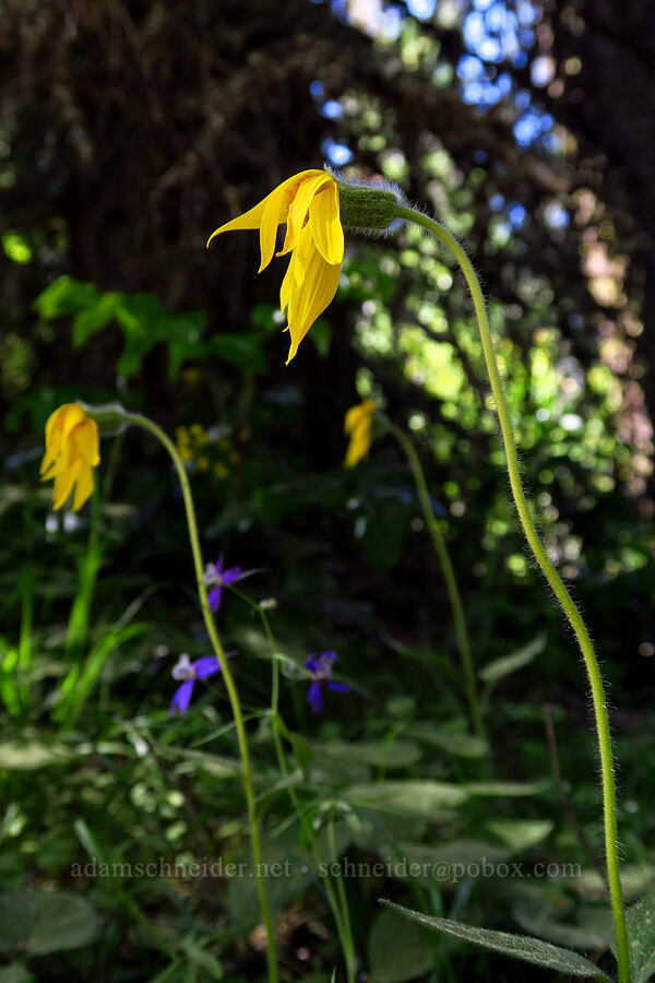 heart-leaf arnica, wilting (Arnica cordifolia) [Surveyor's Ridge Trail, Mt. Hood National Forest, Hood River County, Oregon]